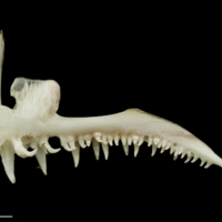 photo of Atlantic halibut premaxilla medial view