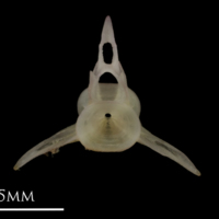 photo of European eel precaudal vertebra anterior view