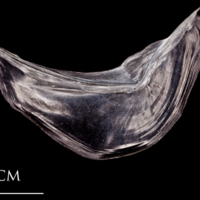 photo of Atlantic herring preopercular lateral view