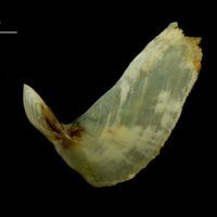 photo of Ballan wrasse subopercular lateral view