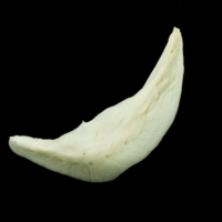 photo of Common carp preopercular lateral view