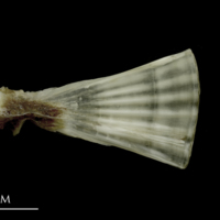 photo of Brill ultimate vertebra lateral view