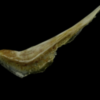 photo of Couch's seabream preopercular lateral view