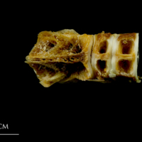 photo of Northern pike basioccipital - first vertebra ventral view