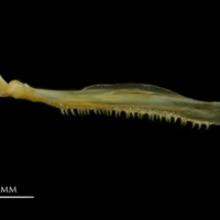 photo of European smelt maxilla lateral view