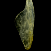 photo of Ruffe supracleithrum medial view