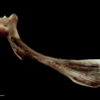 photo of Atlantic halibut maxilla medial view