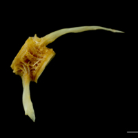 photo of Northern pike caudal vertebra lateral view