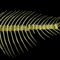 photo of Freshwater bream caudal vertebra lateral view