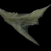 photo of Red gurnard posttemporal medial view