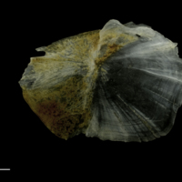 photo of Couch's seabream for assessment lateral view