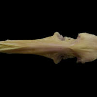 photo of Meagre parasphenoid ventral view