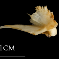 photo of Shore rockling quadrate medial view