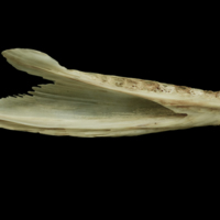 photo of Atlantic salmon dentary medial view