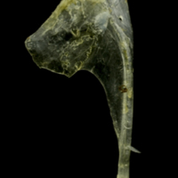 photo of Ruffe coracoid lateral view