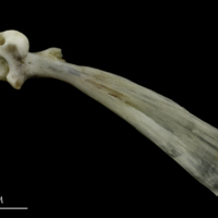 photo of Brill maxilla medial view
