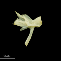 photo of Five-Bearded Rockling hyomandibular lateral view