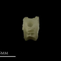 photo of Grayling first vertebra lateral view