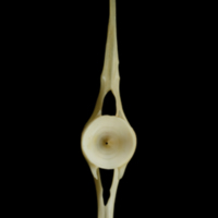 photo of Haddock caudal vertebra anterior view