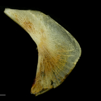 photo of Atlantic mackerel preopercular lateral view