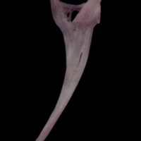 photo of Common sole maxilla medial view