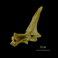 photo of Atlantic cod precaudal vertebra lateral view