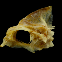 photo of Gilthead seabream parasphenoid basioccipital vomer complex lateral view