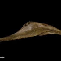 photo of Greater amberjack pharyngeal ventral view