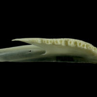 photo of Whiting dentary dorsal view