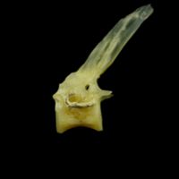 photo of Small sandeel precaudal vertebra lateral view