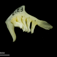 photo of Rudd pharyngeal dorsal view