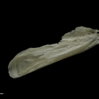 photo of Grayling supracleithrum medial view