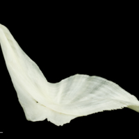 photo of Freshwater bream cleithrum medial view