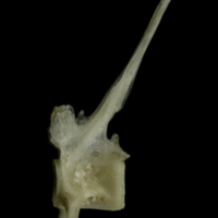 photo of Common pandora precaudal vertebra lateral view
