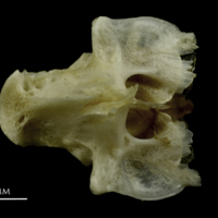 photo of Common pandora vomer ventral view