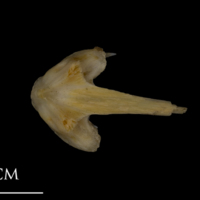 photo of Shore rockling vomer dorsal view