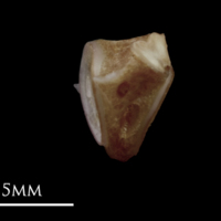 photo of Red seabream first vertebra lateral view