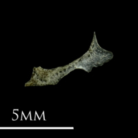 photo of Three-spined stickleback for assessment lateral view