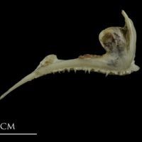 photo of Brill premaxilla lateral view
