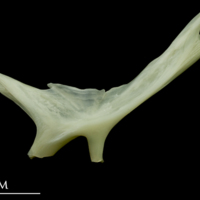 photo of Bullrout preopercular lateral view