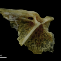 photo of Couch's seabream opercular medial view