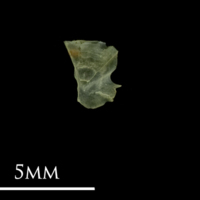 photo of Bullhead subopercular medial view