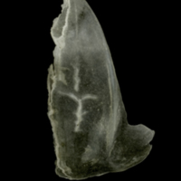 photo of Sandsmelt subopercular medial view