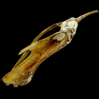 photo of Atlantic bluefin tuna  posttemporal lateral view