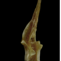 photo of Couch's seabream precaudal vertebra lateral view