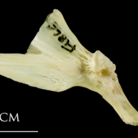 photo of Atlantic cod palatine medial view