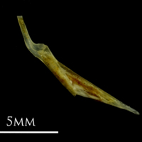 photo of Small sandeel for assessment medial view