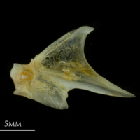 photo of Black seabream articular medial view