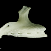 photo of Freshwater bream dentary lateral view