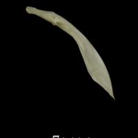 photo of Eelpout supracleithrum lateral view